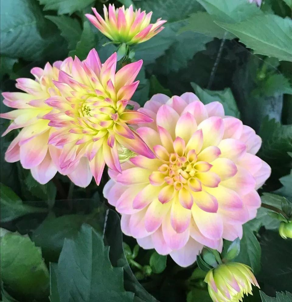 适合阳台养的四季开花有花香的花,花期长耐热耐寒又好养的花卉