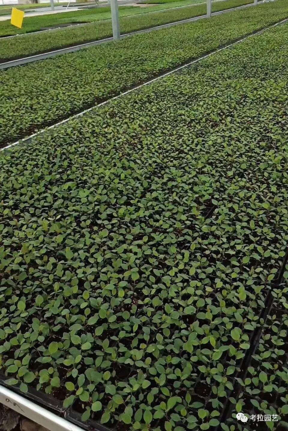 大地的恩赐图片,大地的馈赠是大天域吗