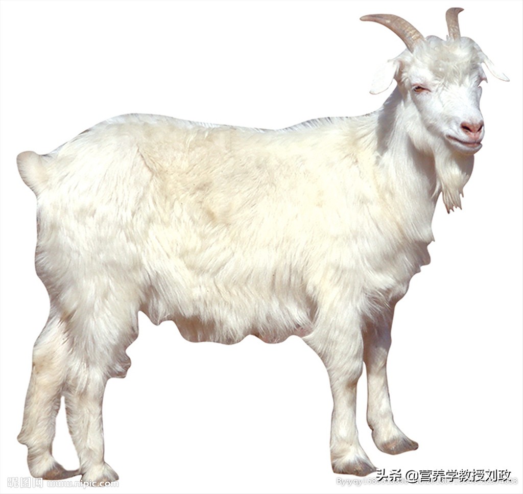 羊奶的营养成分和对人体的作用,羊奶真的比牛奶各方面营养都好吗