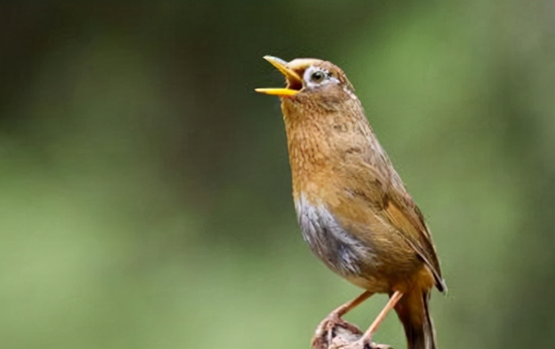 画眉鸟不叫了怎么办,画眉鸟不叫怎么办