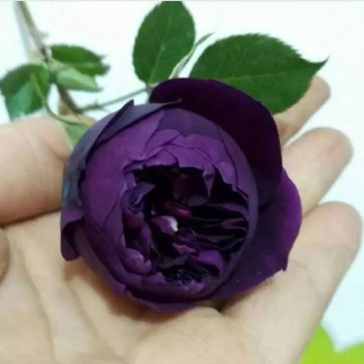 红红火火月季花图片,月季花红色有哪些品种好看