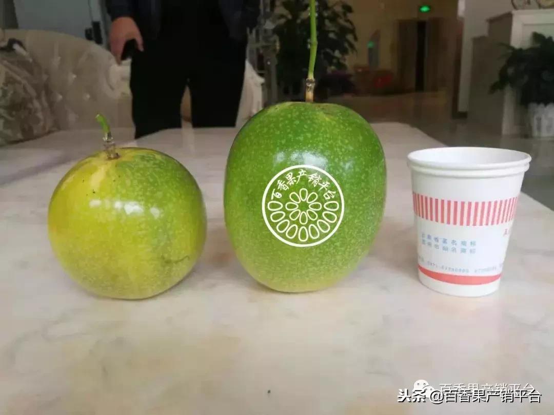 怎么分辨黄金百香果树苗的真假,紫色百香果与黄金百香果有何区别