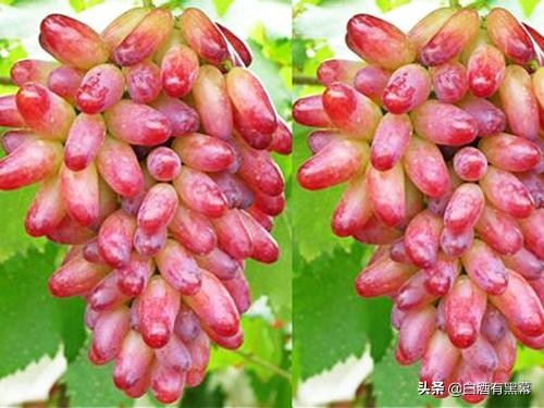 我眼中的新疆文化风景美食,我眼中的家乡美食