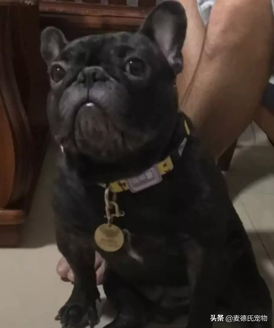 养狗真实感受图片,养狗黑的好还是黄色的好