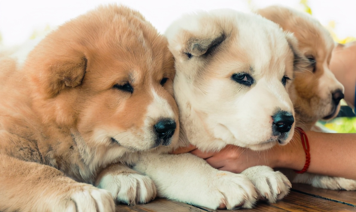 狗子很凶经常咬人怎么办,狗子经常打会记仇吗