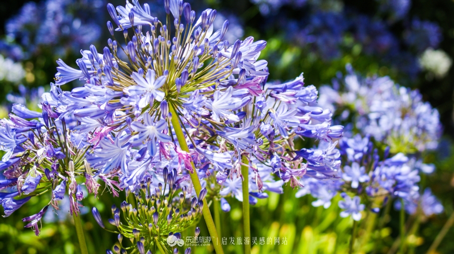 美国加州大学ucla录取条件,ucla加州大学洛杉矶分校女篮