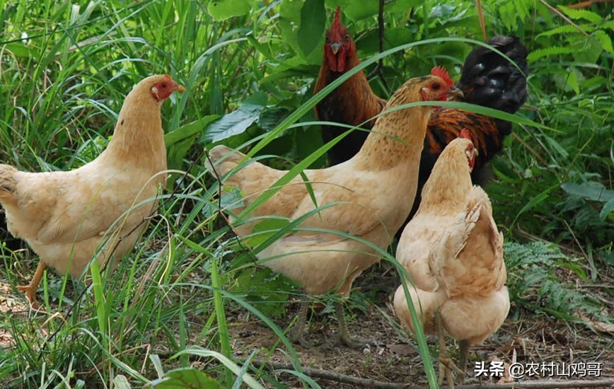 在农村,农民一只土鸡要卖150元,为何农民却不多养,到底啥原因