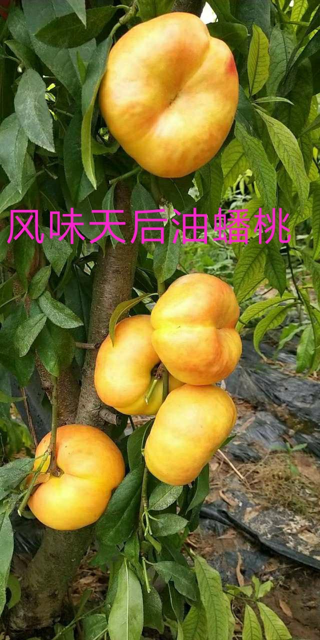 桃树前景,桃树种植前景及利润