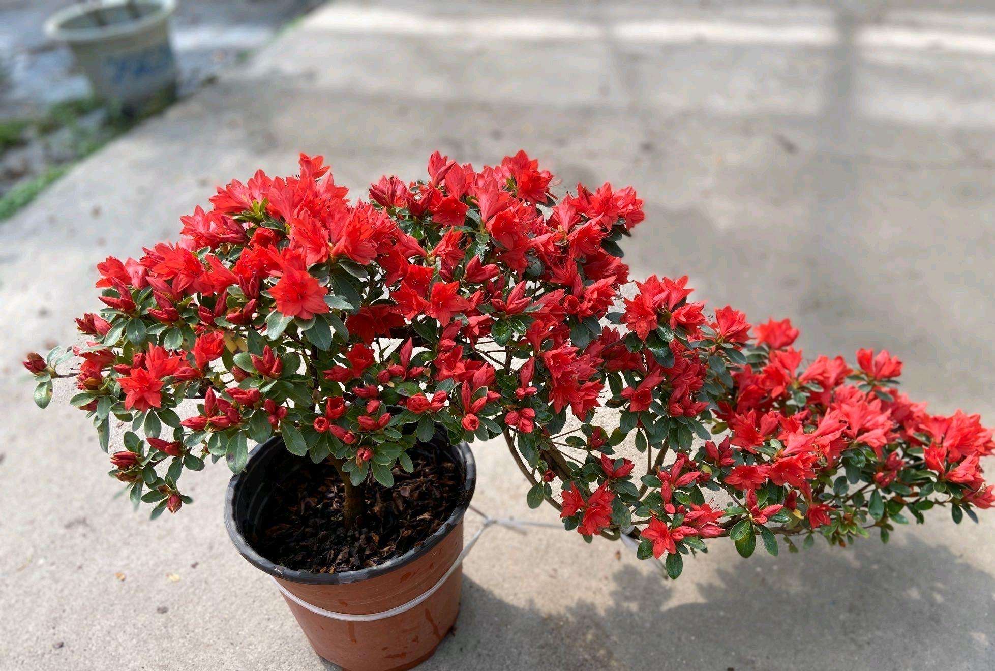 杜鹃花怎么养不长虫,杜鹃花怎么养才不掉枝呢