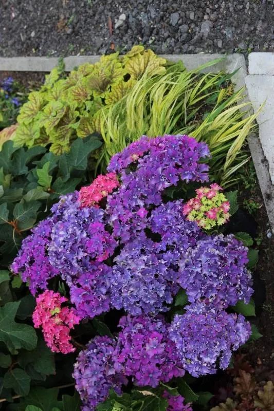 十大顶级绣球品种,最好养的绣球品种