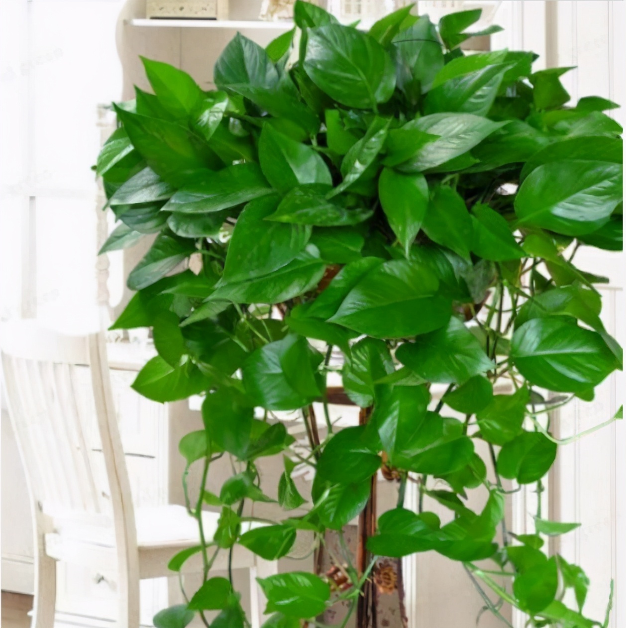 绿萝换盆后施肥过多黄叶怎么办,绿萝黄叶蔫了能换土吗