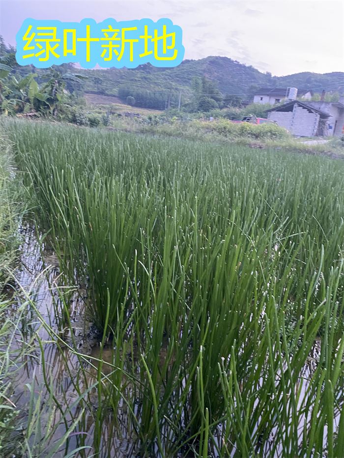 如何让马蹄苗不倒伏？