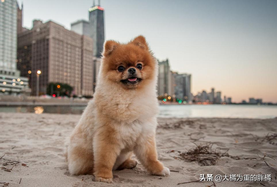 养博美要注意的事,养博美的千万要重视这几件事