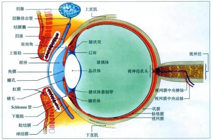 治疗老花眼最新技术,老花眼怎么治疗能彻底治好呢