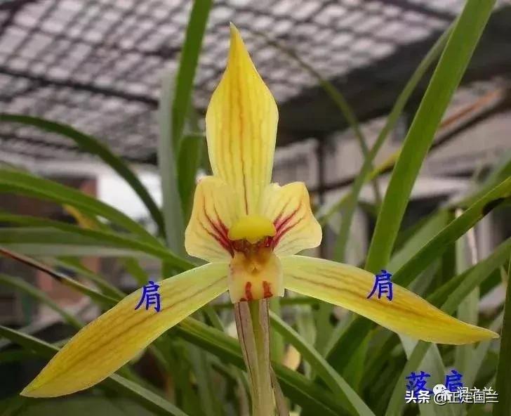 兰花知识大全100种,兰花鉴赏术语100条