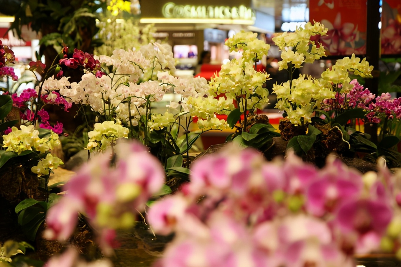 「怀念系列」新加坡|平价米其林+小众景点,3.5D我们不走寻常路3