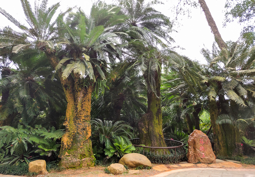罕见万年铁树开花了,苏铁园千年铁树图片