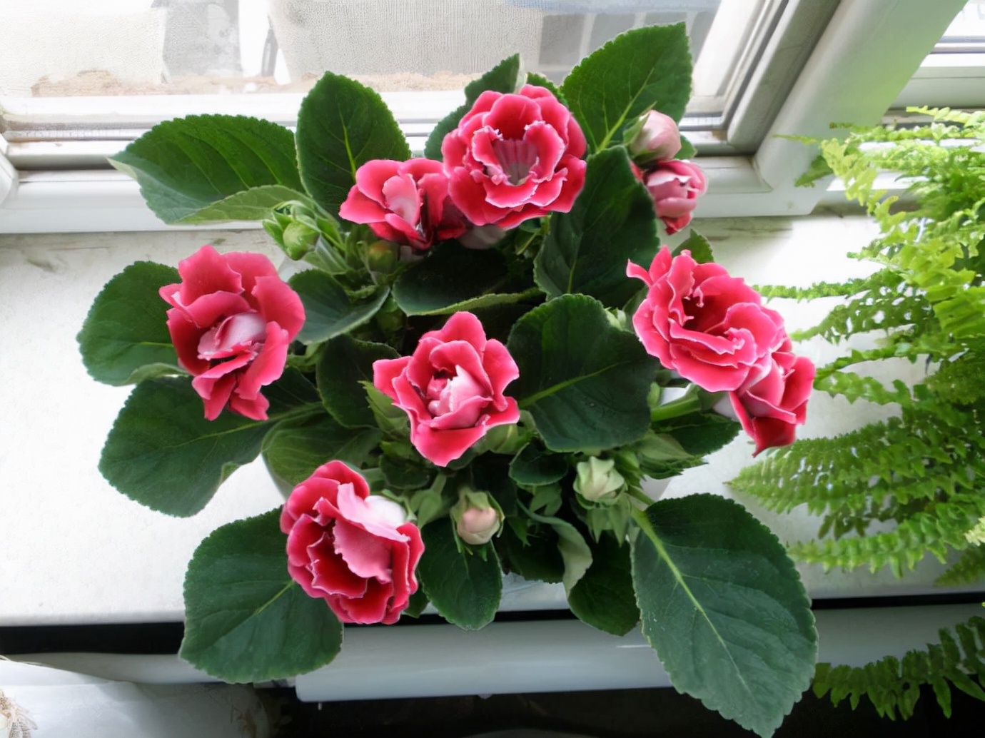 最耐阴不需要阳光的植物室外,喜阴怕阳光非常好养的盆栽大全