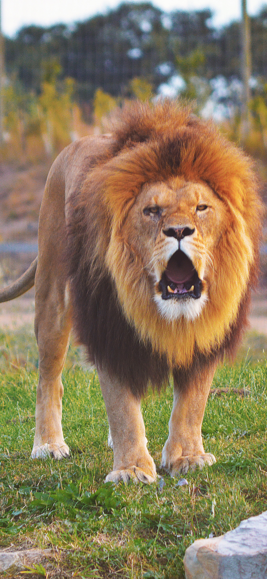 超级手机壁纸,超凶狮子壁纸