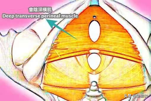 锻炼盆底肌能加快顺产吗,如何锻炼盆底肌防止漏尿