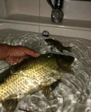 夜钓鲫鱼经验之谈,夜钓鲢鳙心得