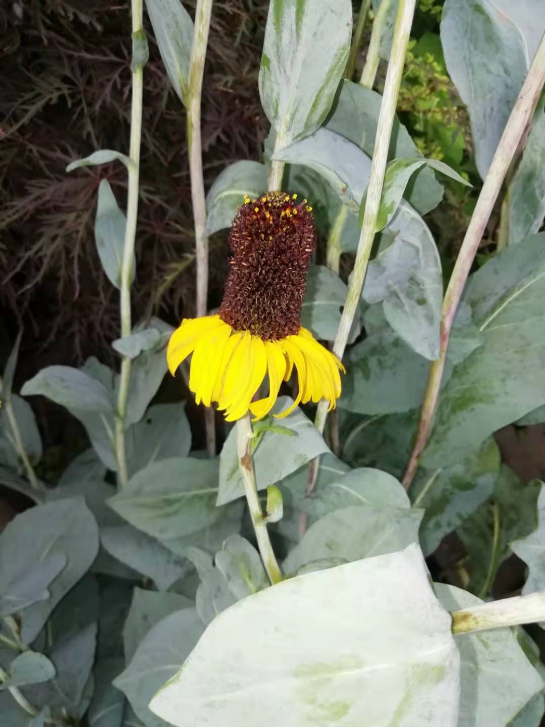 黑色的高帽——大头金光菊