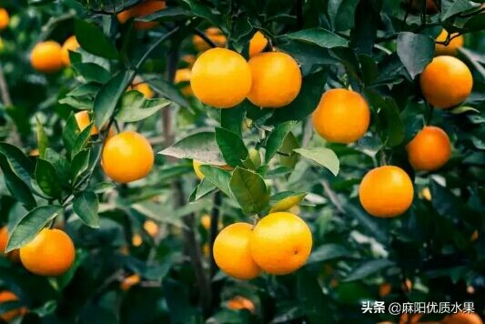 冬季橙子树的修剪视频,橙子树小树管理技术