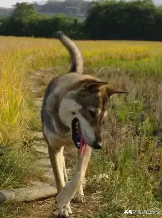 这样的中华田园犬难道你不爱吗,怎么样的才能称得上中华田园犬