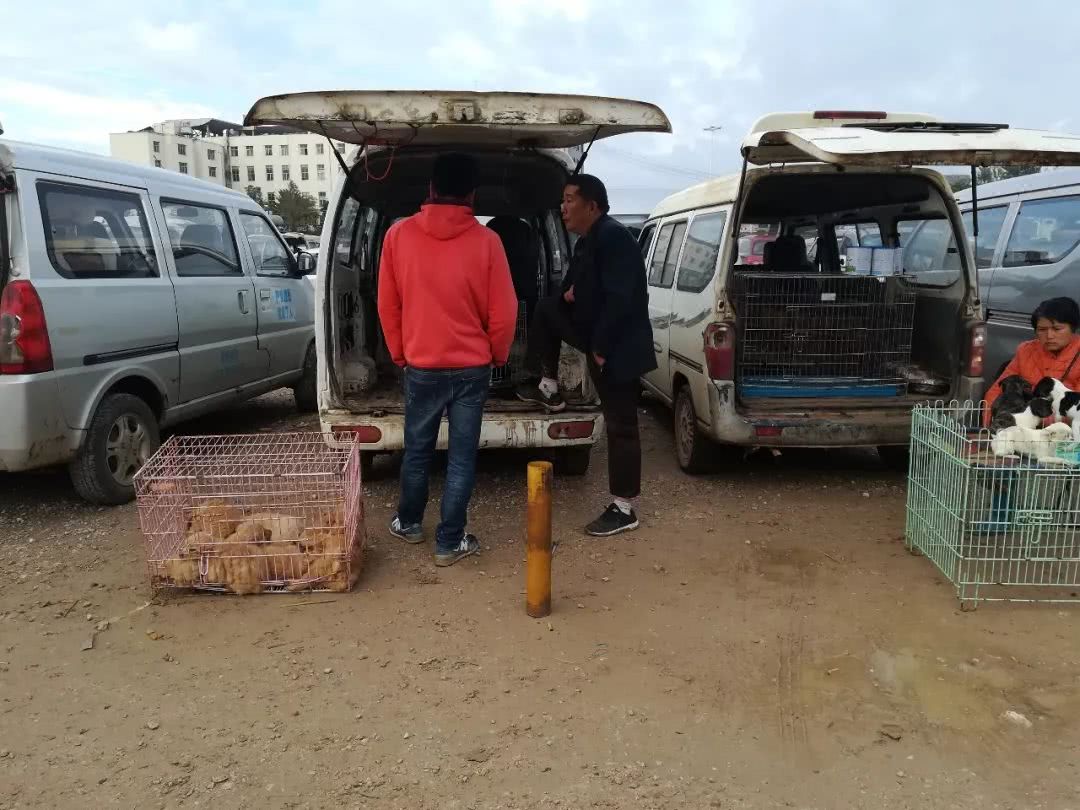 边境牧羊犬在狗市场怎么买,犬舍买边境牧羊犬