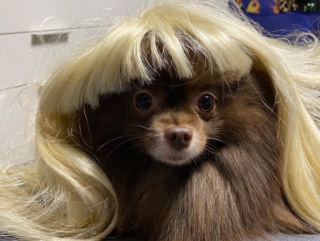 jennie和狗狗的日常,jennie有多宠狗狗