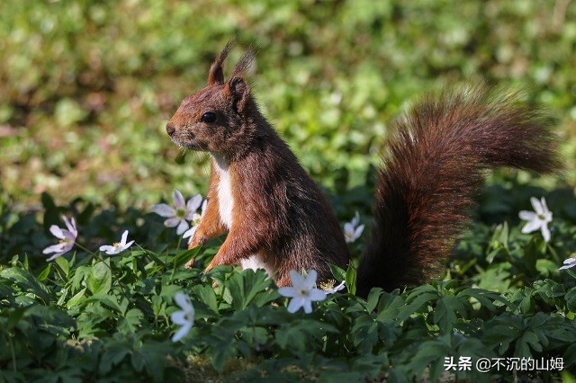 所有国家的熊猫都是中国的吗,有很多国家都有中国的熊猫英文