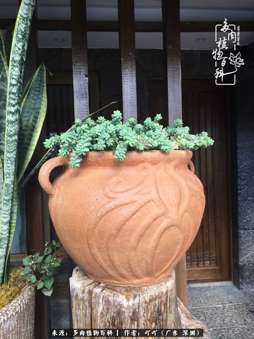 涓冨僵浜戝崡澶氳倝,浜戝崡澶氳倝涔嬫梾