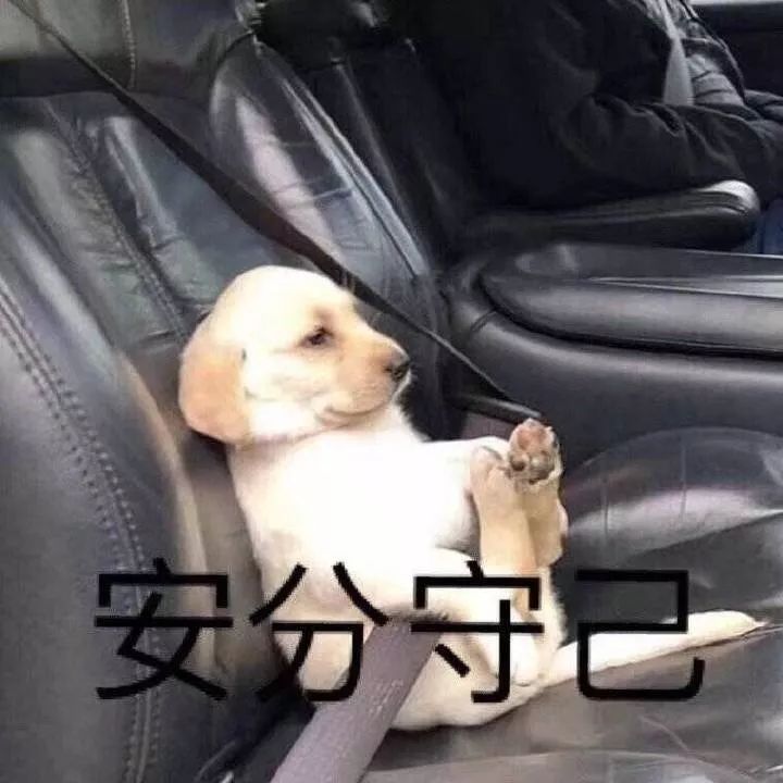 养纯种还是混血狗,养纯种狗