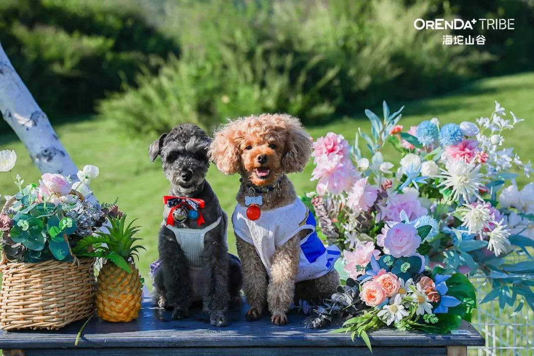 回望2020海坨耕耘路,以待2021山谷新美好