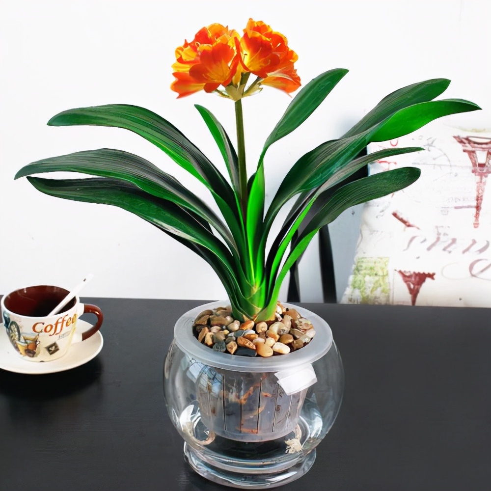 可以水培不需要光的植物,能水培就别土培