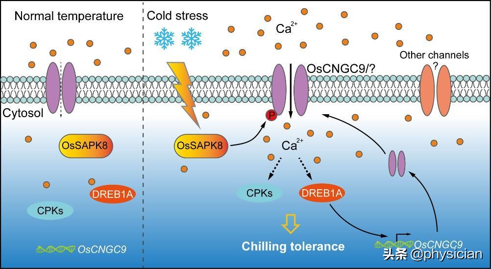 地平类降压药吃了头痛,吃地平类降压药头疼怎么办