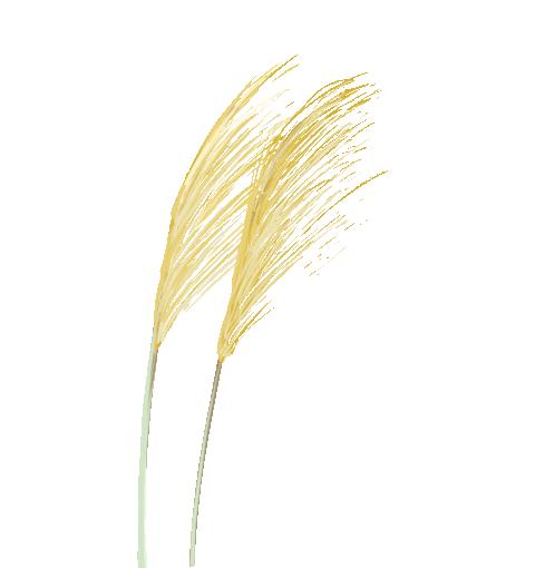 她吃了这种“*肥药减**”，居然被警方带走了