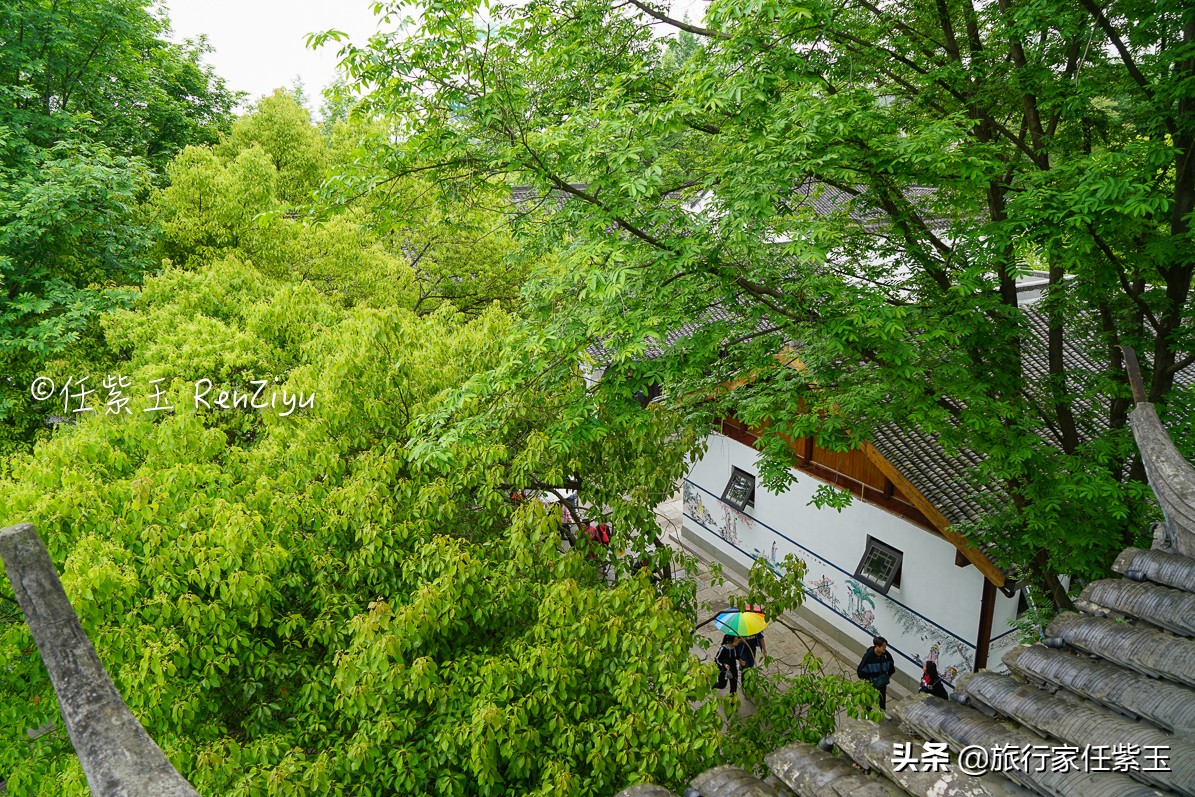 春天旅行首选杭州西溪湿地，绿色沁人心脾，中国十大魅力湿地之一