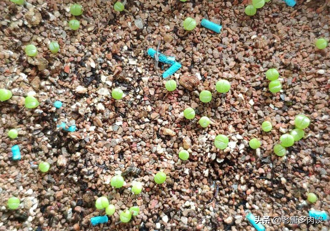 多肉播种苗后期怎么养护,景天多肉播种多久出苗