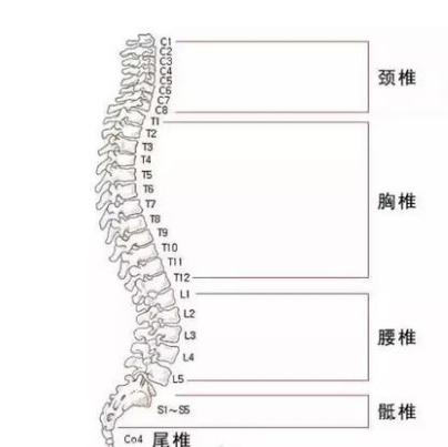 深蹲时腰背为什么要保持中立,深蹲后腰背紧绷