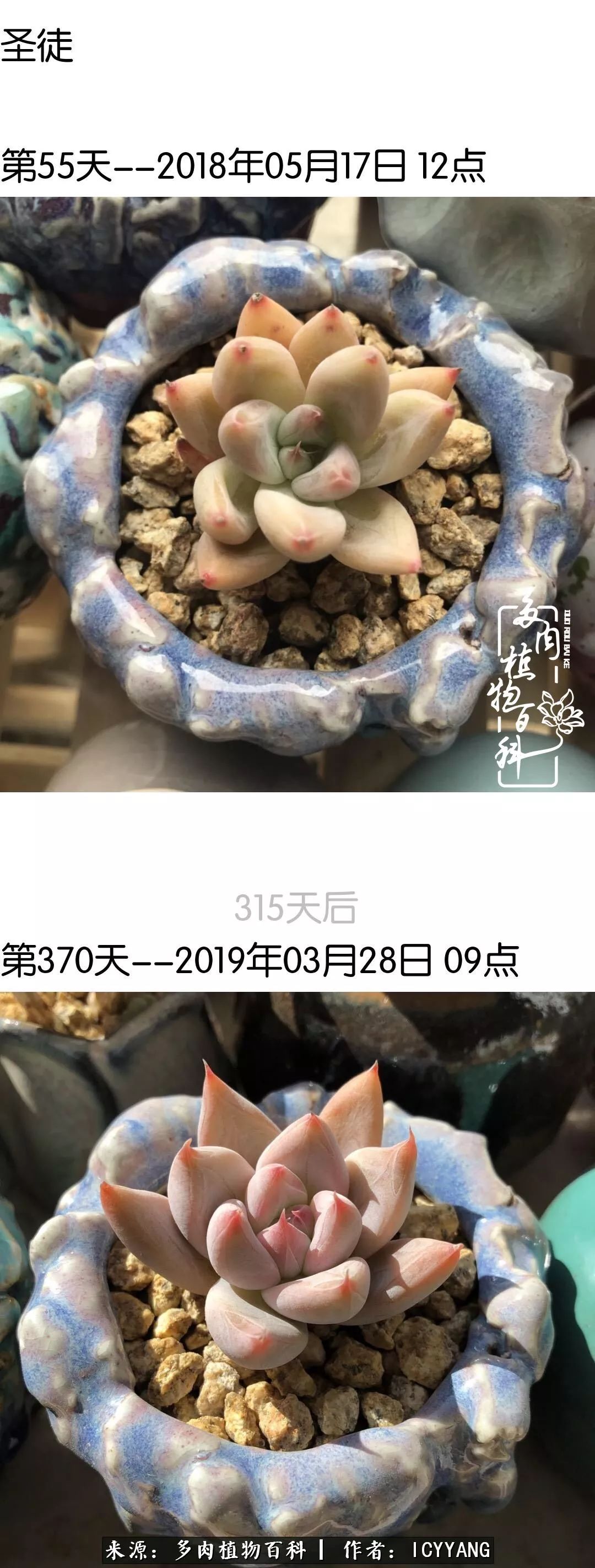 室内阳台多肉的养护方法,景天多肉养护