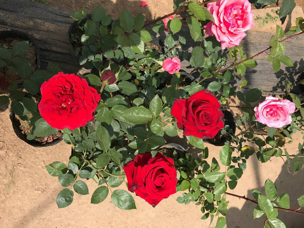 是爬藤月季好养还是矮桩月季好养,最合适种在楼顶的月季