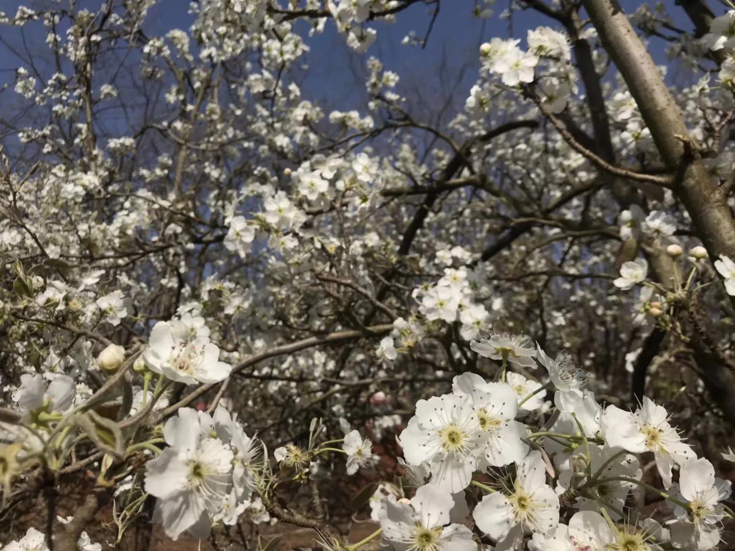 云南万溪冲景点,云南真实的桃花源村