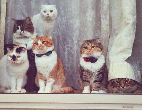 外出七天猫咪怎么安置,假期猫咪独自在家猫砂怎么处理