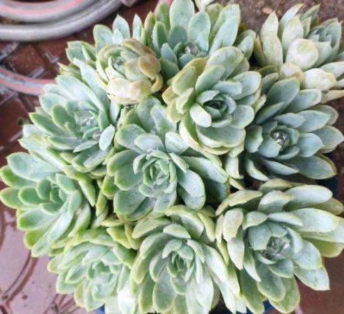 夏养多肉冰梅容易黑腐化水？盆栽往3方面下功夫，看着仙气飘飘