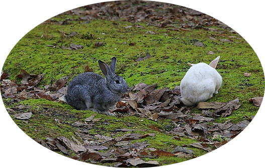 为什么有人说兔子不能喝水,兔子喝水吗需要给兔子喂水吗
