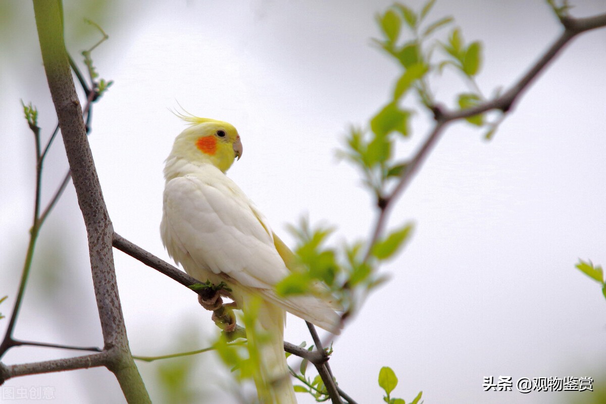 玄凤夏天能承受多少度,玄凤鹦鹉户外夏天怎样度过