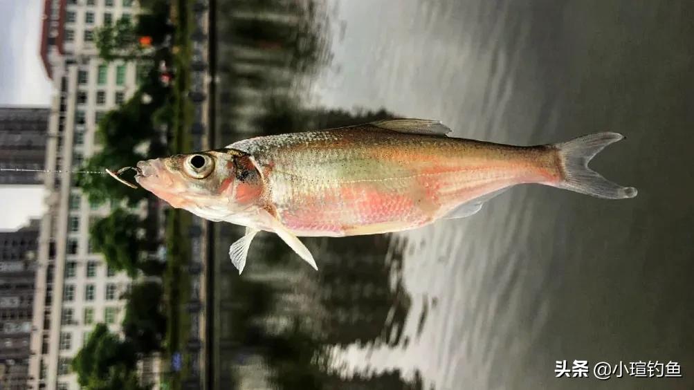南昌有哪些地方可以路亚钓翘嘴,赣江路亚翘嘴