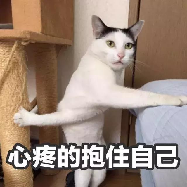 养了九年的猫突然对我有攻击性,养了两年的猫对我特别防备
