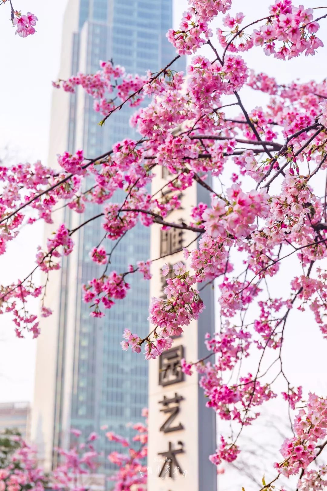 小众赏樱胜地,魔都赏樱旅游攻略